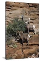Utah. Two Female and One Male Big Horn Sheep on Red Rocks with Bush-Judith Zimmerman-Stretched Canvas