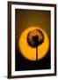 Utah, USA Seed head of dandelion silhouetted at sunset.-Scott T. Smith-Framed Photographic Print