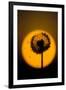 Utah, USA Seed head of dandelion silhouetted at sunset.-Scott T. Smith-Framed Photographic Print