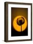 Utah, USA Seed head of dandelion silhouetted at sunset.-Scott T. Smith-Framed Photographic Print