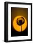 Utah, USA Seed head of dandelion silhouetted at sunset.-Scott T. Smith-Framed Photographic Print