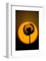 Utah, USA Seed head of dandelion silhouetted at sunset.-Scott T. Smith-Framed Photographic Print