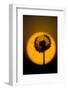 Utah, USA Seed head of dandelion silhouetted at sunset.-Scott T. Smith-Framed Photographic Print