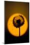 Utah, USA Seed head of dandelion silhouetted at sunset.-Scott T. Smith-Mounted Photographic Print