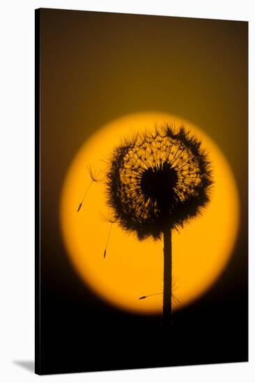 Utah, USA Seed head of dandelion silhouetted at sunset.-Scott T. Smith-Stretched Canvas