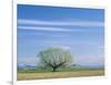 Utah. USA. Willow Tree and Cirrus Clouds in Spring. Cache Valley-Scott T. Smith-Framed Photographic Print