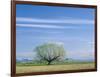 Utah. USA. Willow Tree and Cirrus Clouds in Spring. Cache Valley-Scott T. Smith-Framed Photographic Print