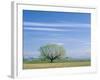 Utah. USA. Willow Tree and Cirrus Clouds in Spring. Cache Valley-Scott T. Smith-Framed Photographic Print