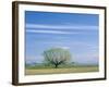 Utah. USA. Willow Tree and Cirrus Clouds in Spring. Cache Valley-Scott T. Smith-Framed Photographic Print