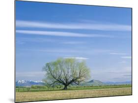Utah. USA. Willow Tree and Cirrus Clouds in Spring. Cache Valley-Scott T. Smith-Mounted Photographic Print