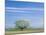 Utah. USA. Willow Tree and Cirrus Clouds in Spring. Cache Valley-Scott T. Smith-Mounted Photographic Print