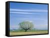 Utah. USA. Willow Tree and Cirrus Clouds in Spring. Cache Valley-Scott T. Smith-Framed Stretched Canvas