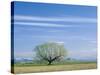 Utah. USA. Willow Tree and Cirrus Clouds in Spring. Cache Valley-Scott T. Smith-Stretched Canvas