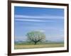 Utah. USA. Willow Tree and Cirrus Clouds in Spring. Cache Valley-Scott T. Smith-Framed Photographic Print