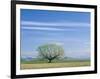 Utah. USA. Willow Tree and Cirrus Clouds in Spring. Cache Valley-Scott T. Smith-Framed Photographic Print