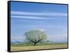 Utah. USA. Willow Tree and Cirrus Clouds in Spring. Cache Valley-Scott T. Smith-Framed Stretched Canvas