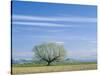 Utah. USA. Willow Tree and Cirrus Clouds in Spring. Cache Valley-Scott T. Smith-Stretched Canvas