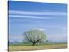 Utah. USA. Willow Tree and Cirrus Clouds in Spring. Cache Valley-Scott T. Smith-Stretched Canvas