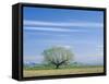 Utah. USA. Willow Tree and Cirrus Clouds in Spring. Cache Valley-Scott T. Smith-Framed Stretched Canvas