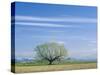 Utah. USA. Willow Tree and Cirrus Clouds in Spring. Cache Valley-Scott T. Smith-Stretched Canvas