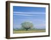 Utah. USA. Willow Tree and Cirrus Clouds in Spring. Cache Valley-Scott T. Smith-Framed Photographic Print