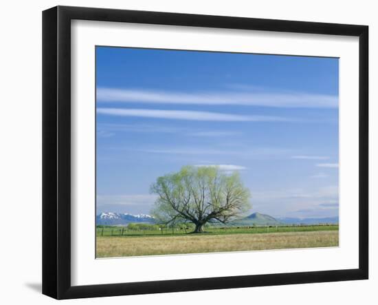 Utah. USA. Willow Tree and Cirrus Clouds in Spring. Cache Valley-Scott T. Smith-Framed Photographic Print