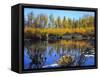 Utah. USA. Willows and Aspens in Autumn at Beaver Pond in Logan Canyon-Scott T. Smith-Framed Stretched Canvas