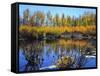 Utah. USA. Willows and Aspens in Autumn at Beaver Pond in Logan Canyon-Scott T. Smith-Framed Stretched Canvas