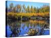 Utah. USA. Willows and Aspens in Autumn at Beaver Pond in Logan Canyon-Scott T. Smith-Stretched Canvas