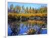 Utah. USA. Willows and Aspens in Autumn at Beaver Pond in Logan Canyon-Scott T. Smith-Framed Photographic Print