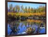 Utah. USA. Willows and Aspens in Autumn at Beaver Pond in Logan Canyon-Scott T. Smith-Framed Photographic Print