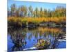 Utah. USA. Willows and Aspens in Autumn at Beaver Pond in Logan Canyon-Scott T. Smith-Mounted Photographic Print