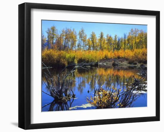 Utah. USA. Willows and Aspens in Autumn at Beaver Pond in Logan Canyon-Scott T. Smith-Framed Photographic Print