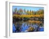 Utah. USA. Willows and Aspens in Autumn at Beaver Pond in Logan Canyon-Scott T. Smith-Framed Photographic Print