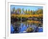 Utah. USA. Willows and Aspens in Autumn at Beaver Pond in Logan Canyon-Scott T. Smith-Framed Photographic Print