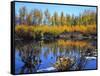 Utah. USA. Willows and Aspens in Autumn at Beaver Pond in Logan Canyon-Scott T. Smith-Framed Stretched Canvas
