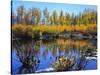 Utah. USA. Willows and Aspens in Autumn at Beaver Pond in Logan Canyon-Scott T. Smith-Stretched Canvas