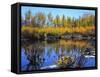 Utah. USA. Willows and Aspens in Autumn at Beaver Pond in Logan Canyon-Scott T. Smith-Framed Stretched Canvas