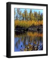 Utah. USA. Willows and Aspens in Autumn at Beaver Pond in Logan Canyon-Scott T. Smith-Framed Photographic Print