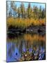 Utah. USA. Willows and Aspens in Autumn at Beaver Pond in Logan Canyon-Scott T. Smith-Mounted Photographic Print