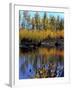 Utah. USA. Willows and Aspens in Autumn at Beaver Pond in Logan Canyon-Scott T. Smith-Framed Photographic Print