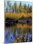 Utah. USA. Willows and Aspens in Autumn at Beaver Pond in Logan Canyon-Scott T. Smith-Mounted Photographic Print