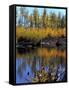 Utah. USA. Willows and Aspens in Autumn at Beaver Pond in Logan Canyon-Scott T. Smith-Framed Stretched Canvas