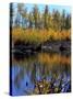 Utah. USA. Willows and Aspens in Autumn at Beaver Pond in Logan Canyon-Scott T. Smith-Stretched Canvas