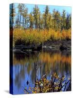 Utah. USA. Willows and Aspens in Autumn at Beaver Pond in Logan Canyon-Scott T. Smith-Stretched Canvas