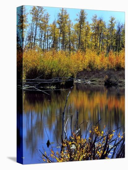 Utah. USA. Willows and Aspens in Autumn at Beaver Pond in Logan Canyon-Scott T. Smith-Stretched Canvas