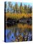 Utah. USA. Willows and Aspens in Autumn at Beaver Pond in Logan Canyon-Scott T. Smith-Stretched Canvas