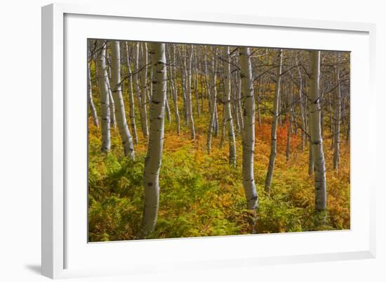 Utah, Wasatch Cache National Forest. Aspen Trees and Bracken Fern-Jaynes Gallery-Framed Photographic Print