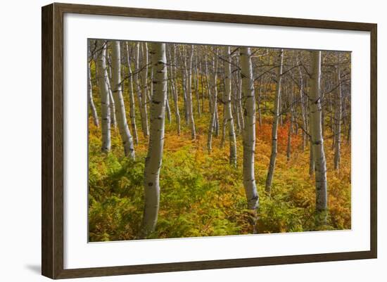 Utah, Wasatch Cache National Forest. Aspen Trees and Bracken Fern-Jaynes Gallery-Framed Photographic Print