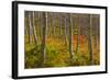 Utah, Wasatch Cache National Forest. Aspen Trees and Bracken Fern-Jaynes Gallery-Framed Photographic Print